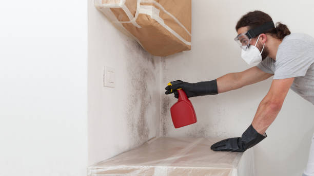 Professional Basement Mold Remediation technician working in Highlands, NC