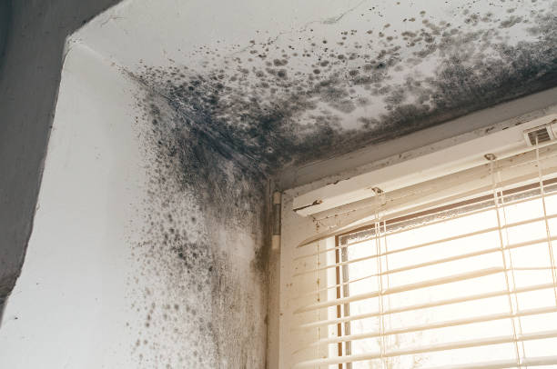 Affordable Basement Mold Remediation solutions in Highlands, NC