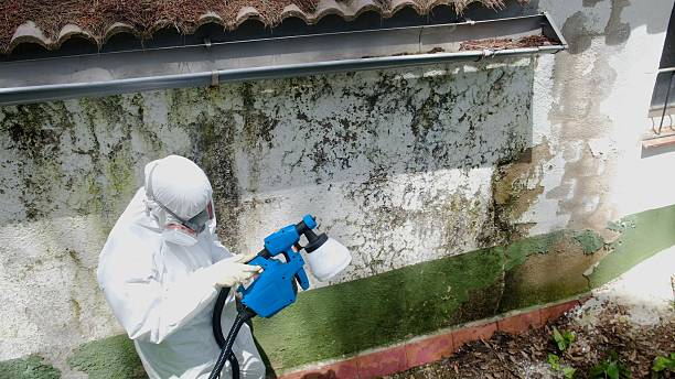 Top rated local Basement Mold Remediation specialists in Highlands, NC
